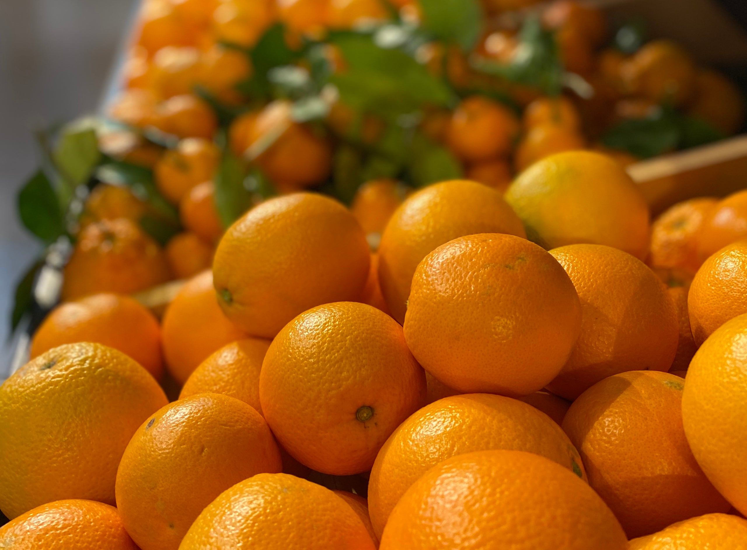 oranges-harvest-lane-farm-market